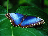 Free Living Butterfly Screensaver screenshot